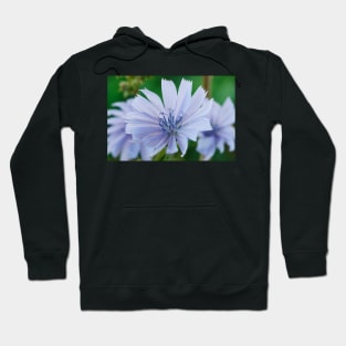 Cichorium intybus  Chicory Hoodie